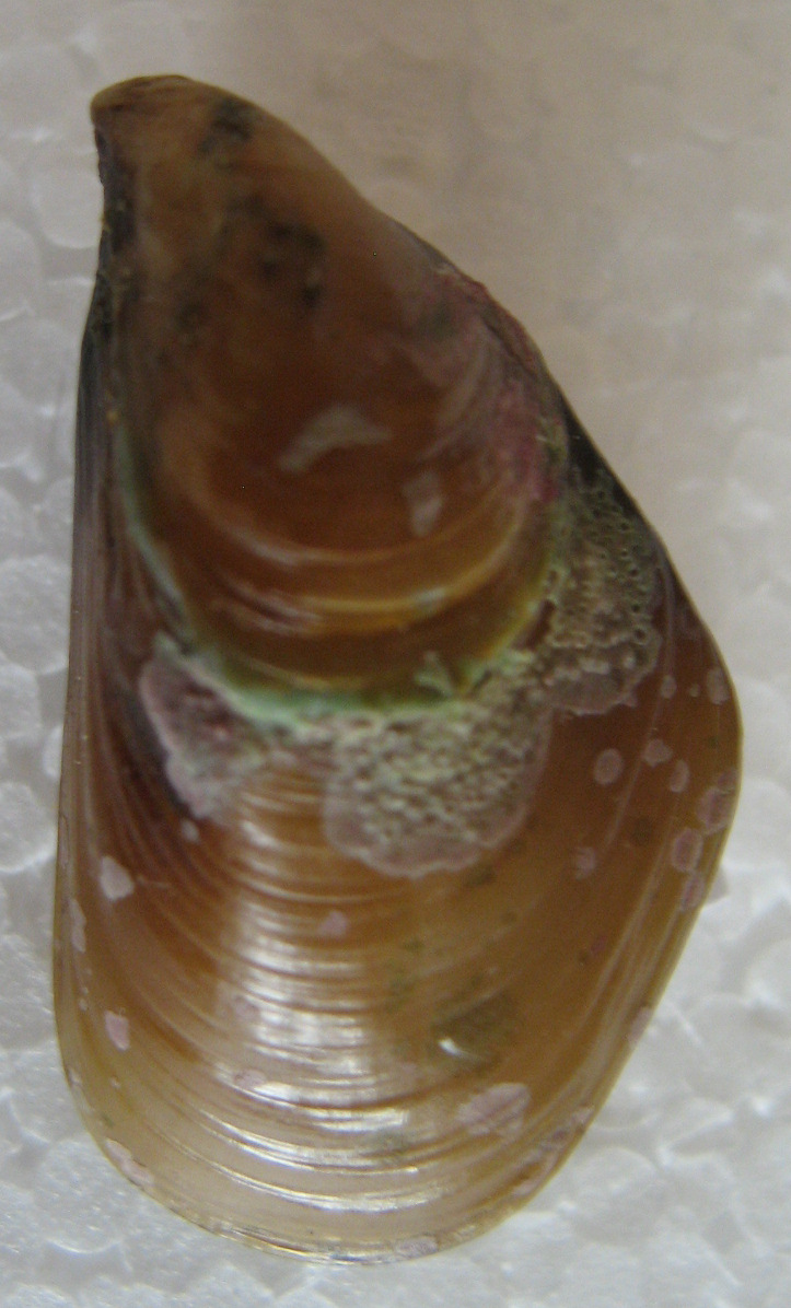 mytilus galloprovincialis giallo